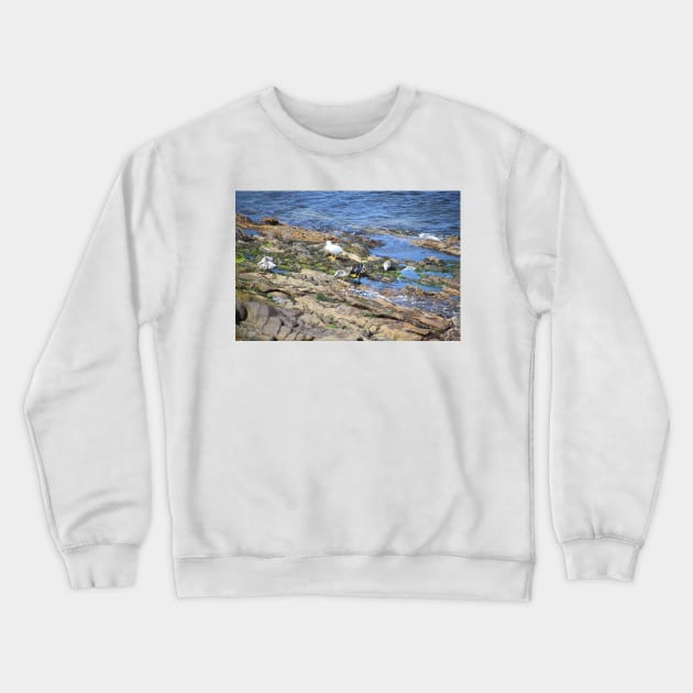 Kelp Goose Family Falkland Islands Crewneck Sweatshirt by Carole-Anne